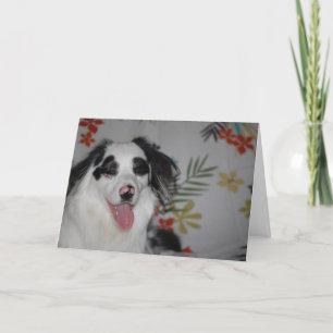 Grattis på födelsedagen! Australian shepherd Kort