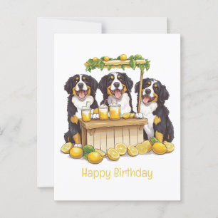 Grattis på födelsedagen Bernese Mountain Dog Lemon Vykort