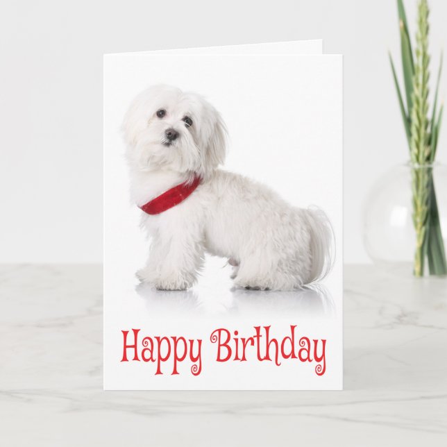 Grattis på födelsedagen Bichon Frise Puppy Hund Re Kort (Framsida)
