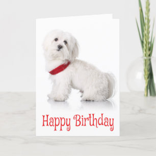 Grattis på födelsedagen Bichon Frise Puppy Hund Re Kort