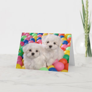 Grattis på födelsedagen Bichon Frise White Puppy H Kort