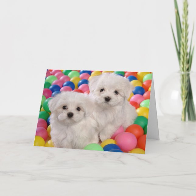 Grattis på födelsedagen Bichon Frise White Puppy H Kort (Framsida)