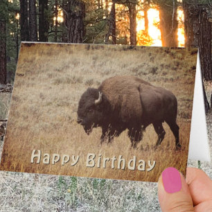 Grattis på födelsedagen Bison Fotografera Mall