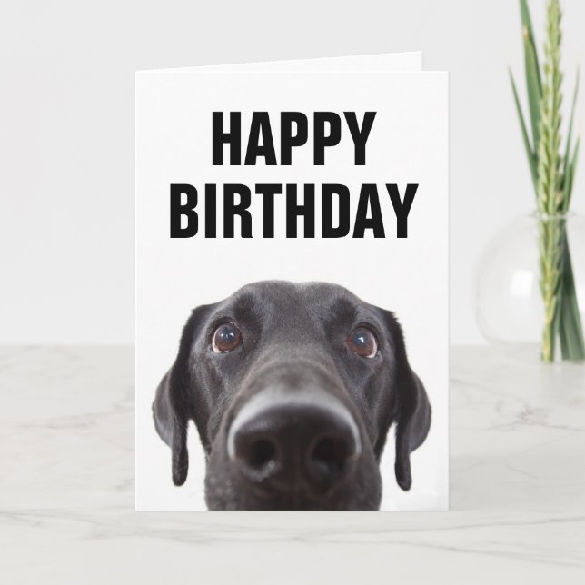 Grattis på födelsedagen | Black Labrador Kort (Framsida)