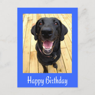 Grattis på födelsedagen Black Labrador Retriever-p Vykort