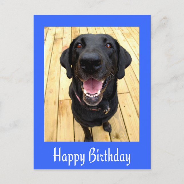 Grattis på födelsedagen Black Labrador Retriever-p Vykort (Framsida)