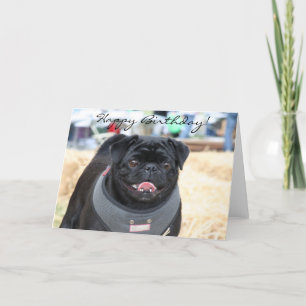 Grattis på födelsedagen Black Pug-hälsningskort Kort