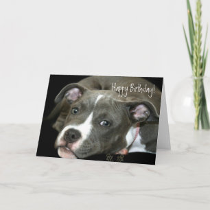 Grattis på födelsedagen Blue Pitbull Puppy-hälsnin Kort