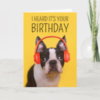 Grattis på födelsedagen | Boston Terrier