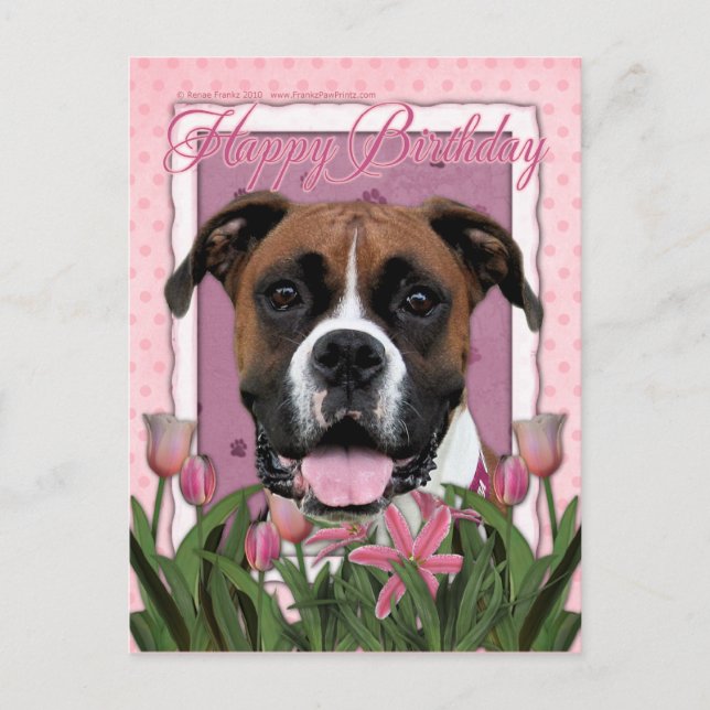 Grattis på födelsedagen - Boxer - Vindy Vykort (Framsida)