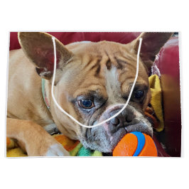 Grattis på födelsedagen Brindle Bostyon Terrier