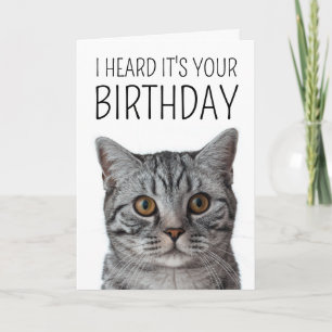 Grattis på födelsedagen Brittisk korthår katt an Kort