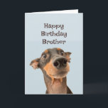 Grattis på födelsedagen Brother Rolig hund Humor Kort<br><div class="desc">Grattis på födelsedagen Brother,  vi har gått igenom mycket tillsammans och det mesta av det var ditt fel.</div>