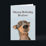 Grattis på födelsedagen Brother Roligt Hund Grumpy Kort<br><div class="desc">Grattis på födelsedagen Grumpy Old Man Brother söt traumatiserat tittar hund</div>