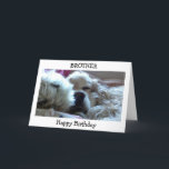 GRATTIS PÅ FÖDELSEDAGEN BROTHER-TAKE NAP/DO SPELAR KORT<br><div class="desc">DEN HÄR KOCKERSPANIELEN VILL HA DIN BRODER EN GRATTIS PÅ FÖDELSEDAGEN OCH SÄGER HENNE ATT HON FÖRTJÄNAR ATT GÖRA SPELAR INGEN ROLL HON VILL PÅ "HENNES SPECIELLARE DAG"</div>