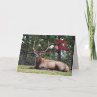 Grattis på födelsedagen, Bull Elk Resting