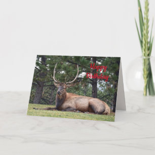 grattis på födelsedagen, Bull Elk Resting Kort