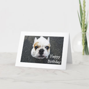 Grattis på födelsedagen Bulldog Greeting Card - Ve Kort