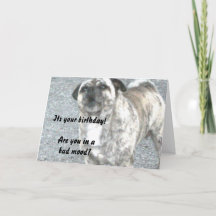 Grattis på födelsedagen Bulldogg