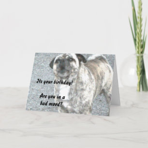 Grattis på födelsedagen Bulldogg Kort