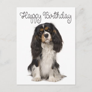 Grattis på födelsedagen Cavalier King Charles Span Vykort