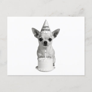 Grattis på födelsedagen Chihuahua Helg Vykort