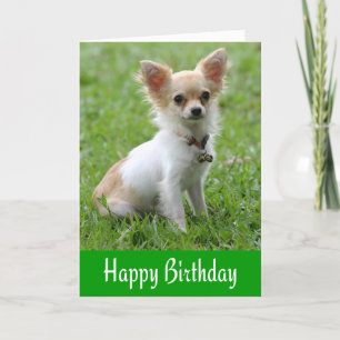 Grattis på födelsedagen Chihuahua Puppy Grönt-häls Kort