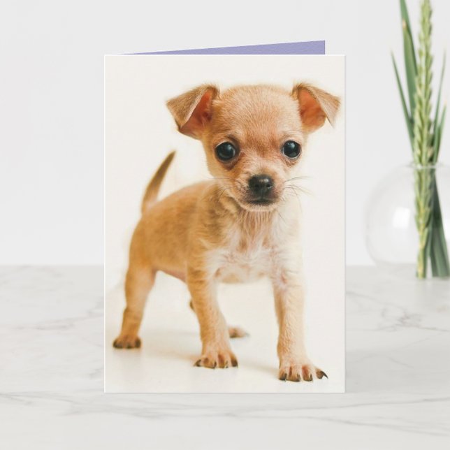Grattis på födelsedagen Chihuahua Puppy Hund-hälsn Kort (Framsida)