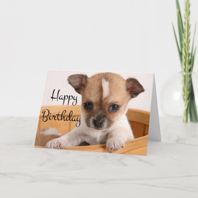 Grattis på födelsedagen Chihuahua Puppy Hund - Ver Kort (Framsida)