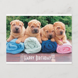 Grattis på födelsedagen Chinese Shar Pei Puppy Hun Vykort