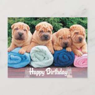 Grattis på födelsedagen Chinese Shar Pei Puppy Hun Vykort