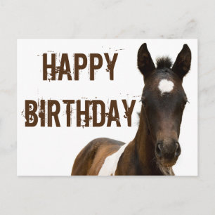 Grattis på födelsedagen Colt Horse Vykort