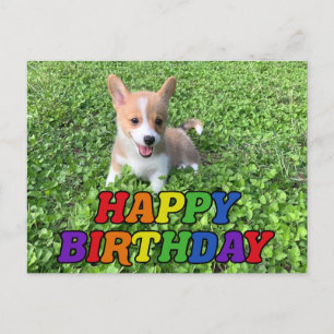 Grattis på födelsedagen Cute Corgi Puppy Photo Vykort