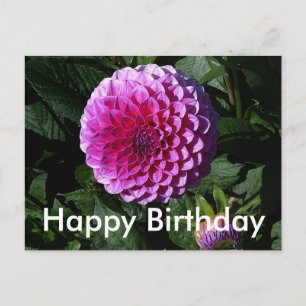 Grattis på födelsedagen Dahlia Pink Paradise #1 vy Vykort