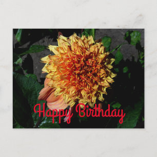 Grattis på födelsedagen Dahlia Sandia Brocade #1 v Vykort