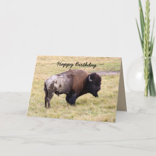 Grattis på födelsedagen dammig Bisontjur Kort (Framsida)