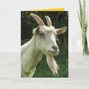 Grattis på födelsedagen, din gamle goat-get med en kort