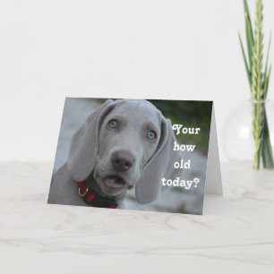 Grattis på födelsedagen Dog Humor Kort