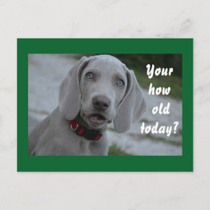 grattis på födelsedagen Dog Humor Vykort