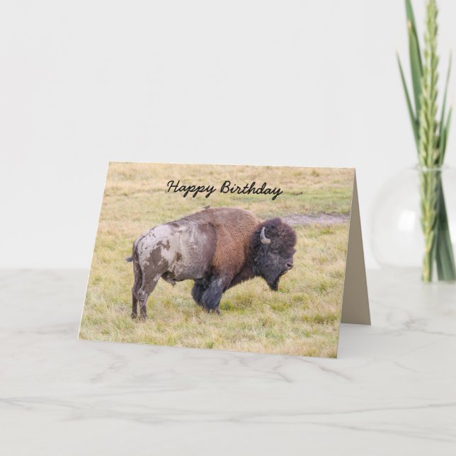 Grattis på födelsedagen, Dusty Bison Bull Humor Kort (Framsida)