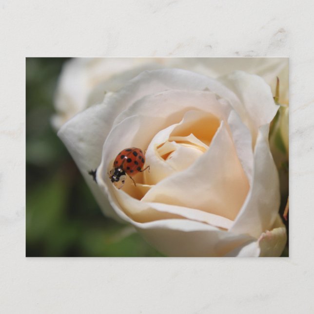 Grattis på födelsedagen. Fisk blomma från vit ros Vykort (Framsida)