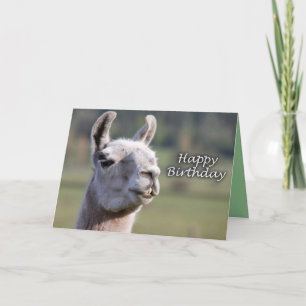 Grattis på födelsedagen för llama för grattis på kort