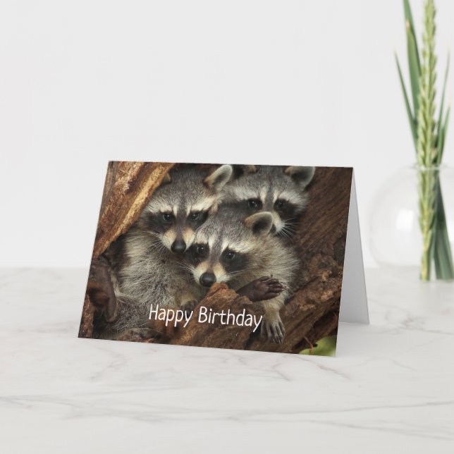Grattis på födelsedagen från alla oss Roligt Racco Kort (Framsida)