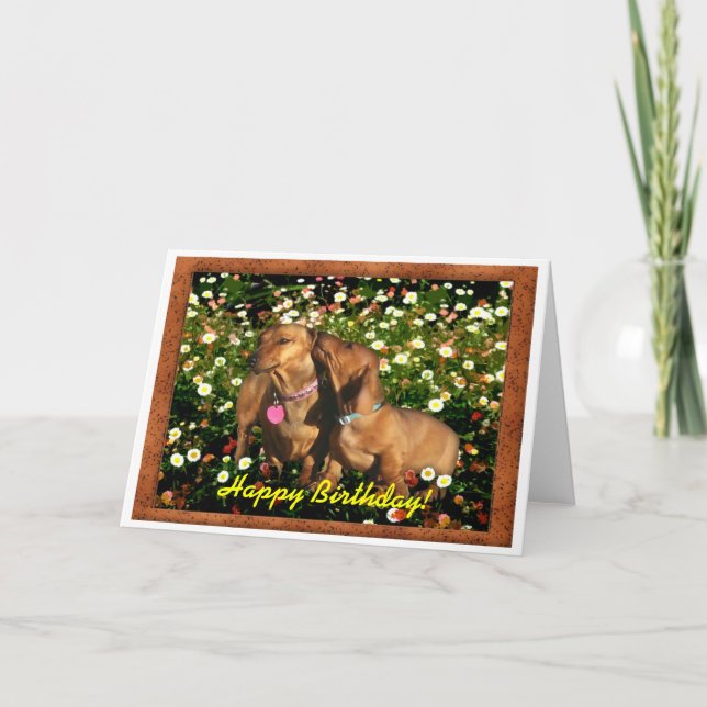 Grattis på födelsedagen från Dachshunds! Kort (Framsida)
