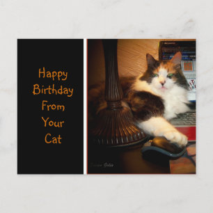 Grattis på födelsedagen från din katt Greeting vyk Vykort