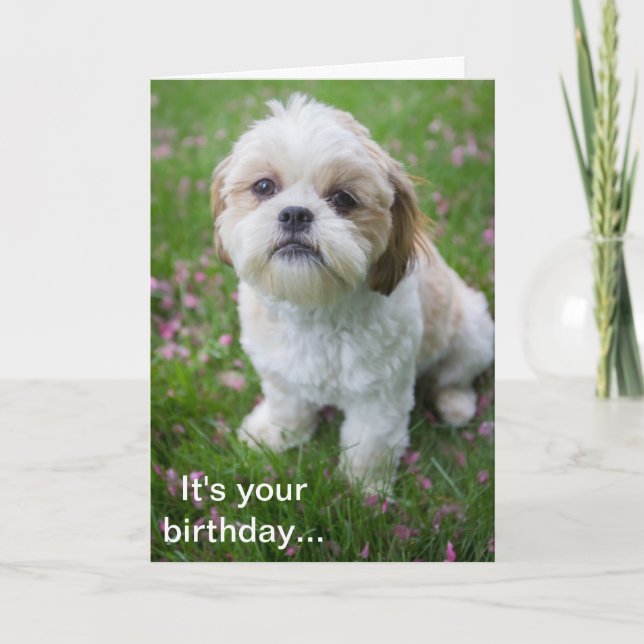 Grattis på födelsedagen från Edie från Shih Tzu-va Kort (Framsida)