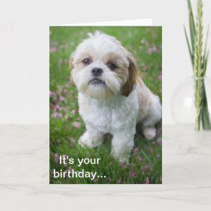 Grattis på födelsedagen från Edie från Shih Tzu-va Kort