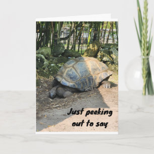 **GRATTIS PÅ FÖDELSEDAGEN** FRÅN FÅNIGET TURTLE KORT