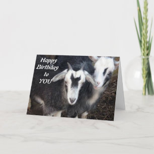 GRATTIS PÅ FÖDELSEDAGEN FRÅN LYCKLIG PIGMY GOAT CO KORT