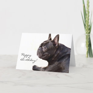 Grattis på födelsedagen Fransk Bulldog-kort Kort